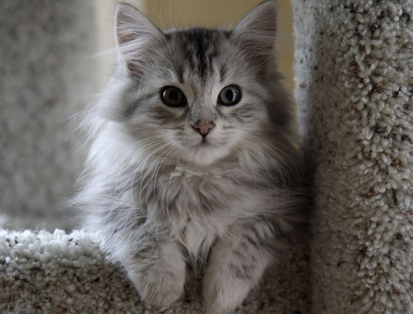 сибирская кошка серая котенок