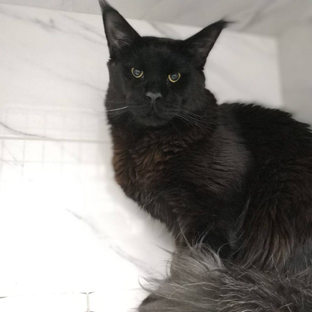 Черные Мейн Куны Фото Коты