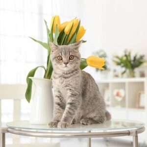 тюльпаны - яд для кота