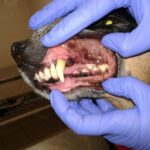 Ультразвуковая чистка зубов собаке и кошке