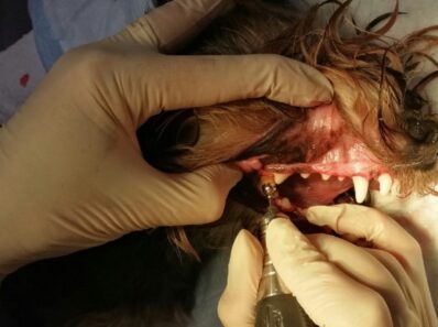 Ультразвуковая чистка зубов собаке и кошке