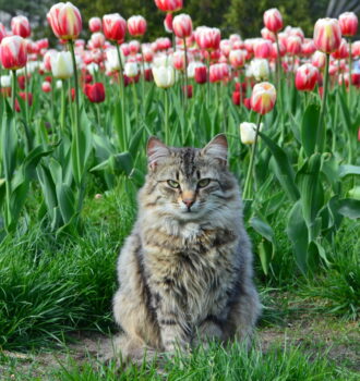 Тюльпаны – яд для кота?
