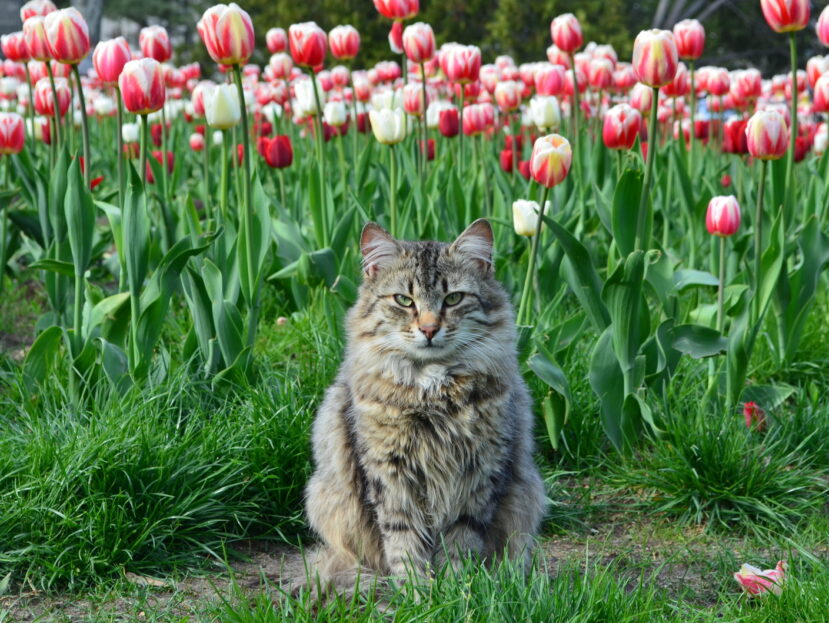 Тюльпаны – яд для кота?