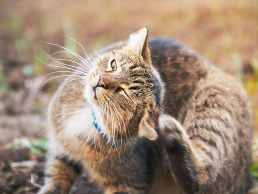 Отодектоз: ушной клещ у кошек