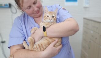 Шкала боли у кошек: оцените боль своего питомца