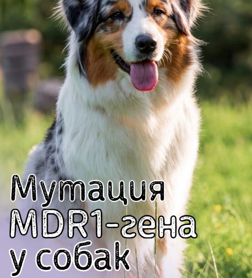 Мутация MDR1-гена у собак