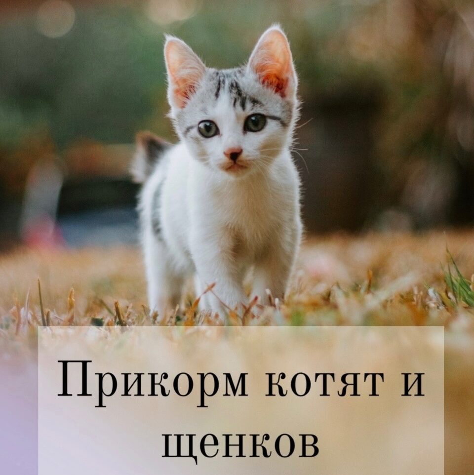 Прикорм котят и щенков - ВЕТМИР
